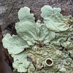 Parmeliaceae (family) at Watson, ACT - 4 Jun 2022 02:37 PM