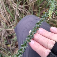 Bursaria spinosa (Native Blackthorn, Sweet Bursaria) at Gibraltar Pines - 4 Jun 2022 by VanceLawrence