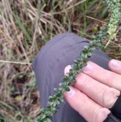 Bursaria spinosa at Paddys River, ACT - 4 Jun 2022 12:17 PM