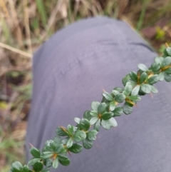 Bursaria spinosa at Paddys River, ACT - 4 Jun 2022 12:17 PM