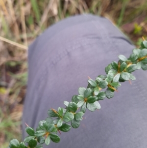 Bursaria spinosa at Paddys River, ACT - 4 Jun 2022 12:17 PM