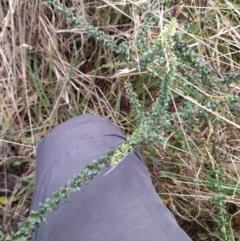 Bursaria spinosa at Paddys River, ACT - 4 Jun 2022 12:17 PM