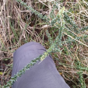 Bursaria spinosa at Paddys River, ACT - 4 Jun 2022