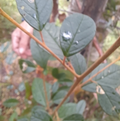 Pomaderris andromedifolia (Yellow Pomaderris) at Gibraltar Pines - 4 Jun 2022 by VanceLawrence