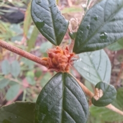 Pomaderris andromedifolia at Paddys River, ACT - 4 Jun 2022