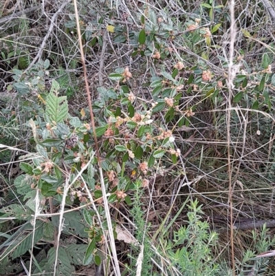 Pomaderris betulina subsp. actensis (Canberra Pomaderris) at Gibraltar Pines - 4 Jun 2022 by VanceLawrence