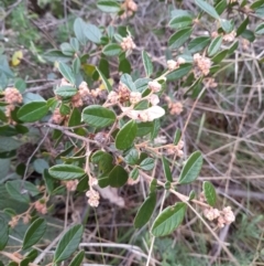 Pomaderris betulina subsp. actensis at Paddys River, ACT - 4 Jun 2022