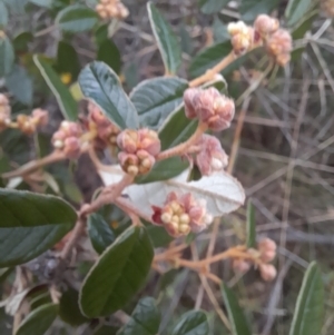 Pomaderris betulina subsp. actensis at Paddys River, ACT - 4 Jun 2022