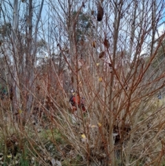 Populus sp.(genus) (Poplar, Aspen or Cottonwood) at Paddys River, ACT - 4 Jun 2022 by VanceLawrence