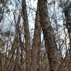 Populus sp.(genus) at Paddys River, ACT - 4 Jun 2022