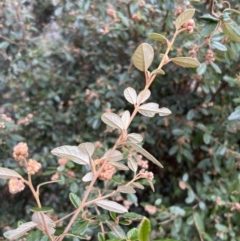 Pomaderris betulina subsp. actensis (Canberra Pomaderris) at Gibraltar Pines - 4 Jun 2022 by JimL