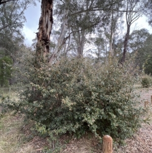 Pomaderris betulina subsp. actensis at Paddys River, ACT - 4 Jun 2022 03:57 PM