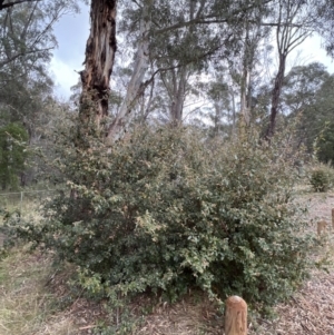 Pomaderris betulina subsp. actensis at Paddys River, ACT - 4 Jun 2022