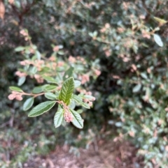 Pomaderris betulina subsp. actensis at Paddys River, ACT - 4 Jun 2022