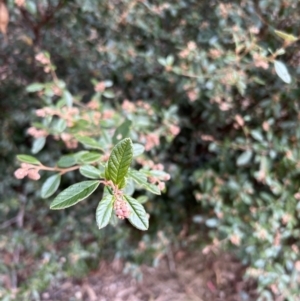 Pomaderris betulina subsp. actensis at Paddys River, ACT - 4 Jun 2022 03:57 PM