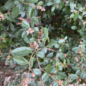 Pomaderris betulina subsp. actensis at Paddys River, ACT - 4 Jun 2022