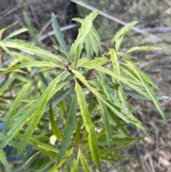 Lomatia myricoides (River Lomatia) at Paddys River, ACT - 4 Jun 2022 by JimL