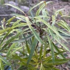 Lomatia myricoides at Paddys River, ACT - 4 Jun 2022