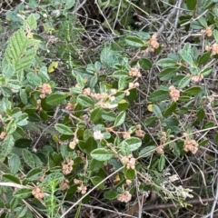 Pomaderris betulina subsp. actensis (Canberra Pomaderris) at Gibraltar Pines - 4 Jun 2022 by JimL