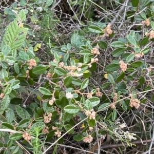 Pomaderris betulina subsp. actensis at Paddys River, ACT - 4 Jun 2022