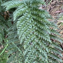 Polystichum proliferum (Mother Shield Fern) at Gibraltar Pines - 4 Jun 2022 by JimL