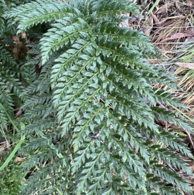 Polystichum proliferum (Mother Shield Fern) at Gibraltar Pines - 4 Jun 2022 by JimL