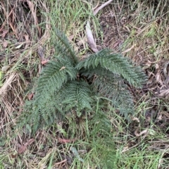 Polystichum proliferum at Paddys River, ACT - 4 Jun 2022