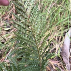 Polystichum proliferum at Paddys River, ACT - 4 Jun 2022 02:51 PM