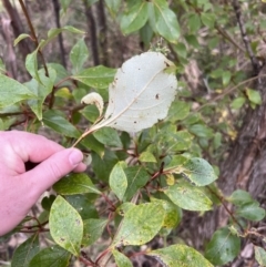 Populus yunnanensis (Yunnan Poplar) at Paddys River, ACT - 4 Jun 2022 by JimL