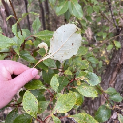 Populus yunnanensis (Yunnan Poplar) at Gibraltar Pines - 4 Jun 2022 by JimL