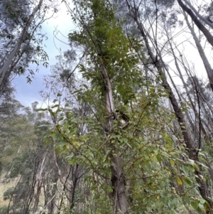 Populus yunnanensis at Paddys River, ACT - 4 Jun 2022