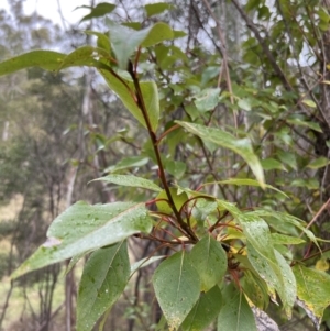 Populus yunnanensis at Paddys River, ACT - 4 Jun 2022