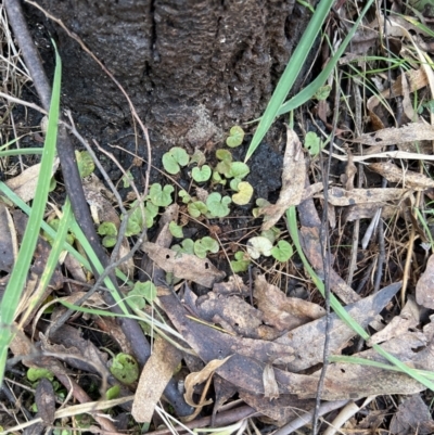 Dichondra repens (Kidney Weed) at Paddys River, ACT - 4 Jun 2022 by JimL