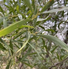 Acacia implexa (Hickory Wattle, Lightwood) at Gibraltar Pines - 4 Jun 2022 by JimL