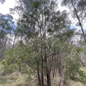 Acacia implexa at Paddys River, ACT - 4 Jun 2022