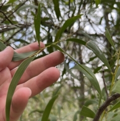 Acacia implexa at Paddys River, ACT - 4 Jun 2022