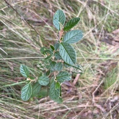 Pomaderris betulina (Birch Pomaderris) at Paddys River, ACT - 4 Jun 2022 by JimL