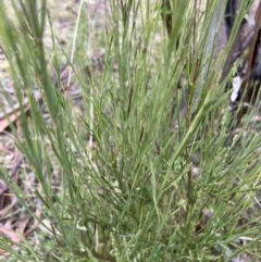 Exocarpos strictus (Dwarf Cherry) at Paddys River, ACT - 4 Jun 2022 by JimL