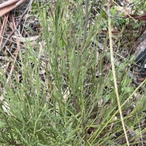 Exocarpos strictus at Paddys River, ACT - 4 Jun 2022