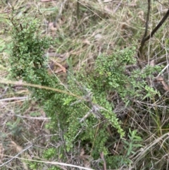 Coprosma quadrifida (Prickly Currant Bush, Native Currant) at Paddys River, ACT - 4 Jun 2022 by JimL