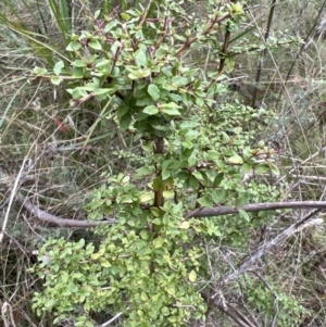 Coprosma quadrifida at Paddys River, ACT - 4 Jun 2022