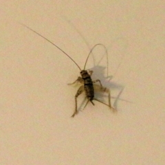 Unidentified Cricket (Orthoptera, several families) (TBC) at Wodonga, VIC - 4 Jun 2022 by KylieWaldon