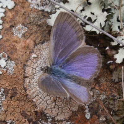 Zizina otis (Common Grass-Blue) at Mount Majura - 26 Feb 2022 by DavidForrester