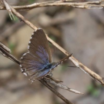 Theclinesthes serpentata (Saltbush Blue) at Mount Ainslie - 5 Mar 2022 by DavidForrester