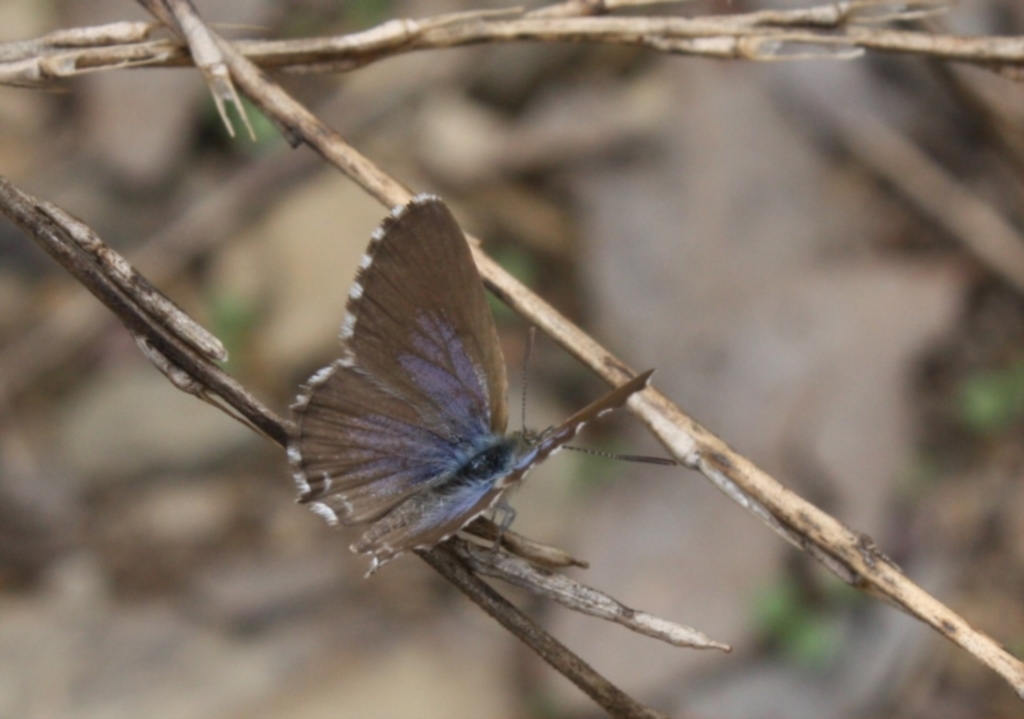 Theclinesthes serpentata at Ainslie, ACT - 5 Mar 2022