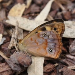 Heteronympha paradelpha (Spotted Brown) at ANBG - 1 Mar 2022 by DavidForrester