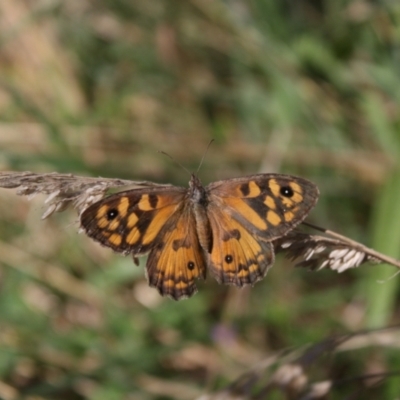 Geitoneura klugii (Marbled Xenica) at Bombala, NSW - 13 Feb 2022 by DavidForrester