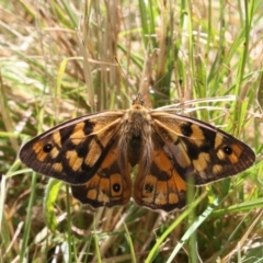 Heteronympha penelope (Shouldered Brown) at Bombala, NSW - 13 Feb 2022 by DavidForrester