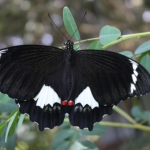 Papilio aegeus at Hackett, ACT - 23 Feb 2022 05:45 PM