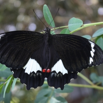 Papilio aegeus (Orchard Swallowtail, Large Citrus Butterfly) at Hackett, ACT - 23 Feb 2022 by DavidForrester